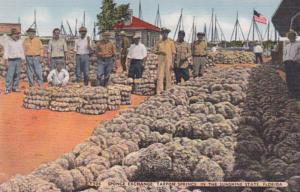 Florida Tarpon Springs The Sponge Exchange