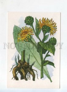 525143 USSR 1990 Chernakov medicinal plant Elecampane high postcard