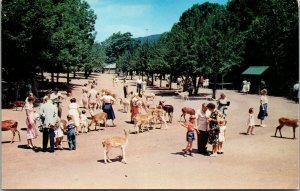 Vtg New York NY Catskill Game Farm Deer Feeding Petting Area Zoo Postcard