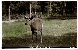 Wisconsin Deer At Crandon Real Photo