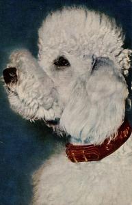 Dog -  Poodle (White)
