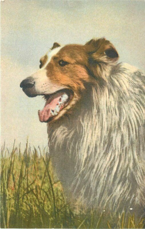 Artist Impression Beautiful Collie Circa 1910 Postcard Stahl 10211