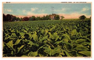 Postcard FARM SCENE State of Kentucky KY AR6675