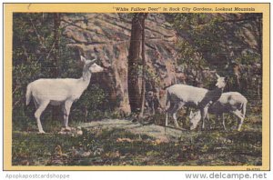 White Fallow Deer in Rock City Gardens Lookout Mountain Tennessee