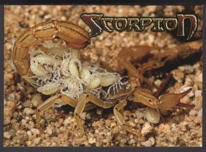 SCORPION are venomous arthropods - Cont'l