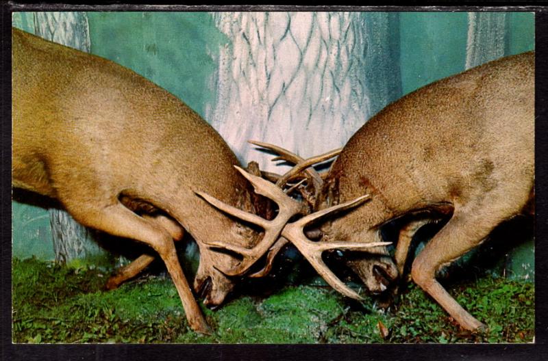 Deer,Henkelmann'S Museum and Gift Shop,Woodruff,WI