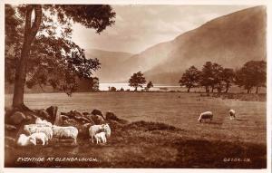 uk14057 eventinde at glendalough real photo  ireland sheep