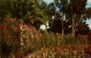 Florida Orlando Lake Eola Park Sweet Peas Hedge