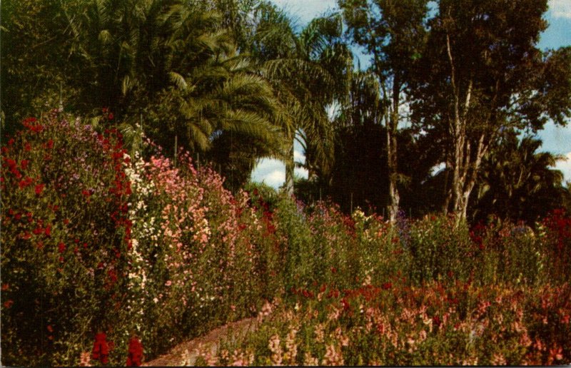 Florida Orlando Lake Eola Park Sweet Peas Hedge