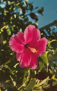 RED HIBISCUS Flower , GUAM , 1950-60s