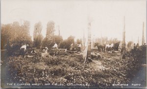 Chilliwack BC The E. Clemens Horst Hop Fields c1911 Bannister RPPC Postcard H52