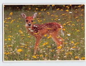 Postcard White Tailed Fawn (Odocoileus Virginianus)