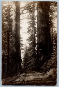 California Redwoods Named Pittsburgh PA New York NY RPPC Photo Antique Postcard