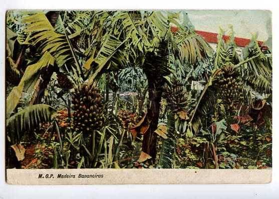 126898 MADEIRA Bananeiras Banana Vintage postcard