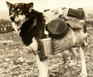 C.1910-15 Juneau Miner's Murphy Pack Dog Pots Pans RPPC Real Photo Postcard P109