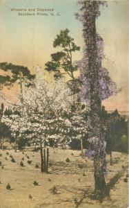 Albertype Hand Colored 1928 Wisteria Dogwood Southern Pines North Carolina 9719