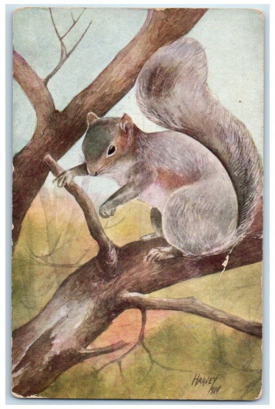 c1910s Gray Squirrel On Top Of Tree Sciurus Carolinensis Harvey Antique Postcard