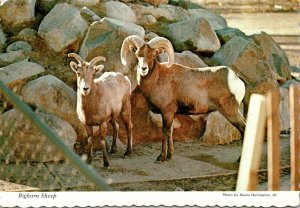 Colorado Denver Zoo Bighorn Sheep