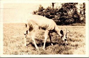 Vtg A Deer in Washington WA 1940s RPPC Real Photo Postcard