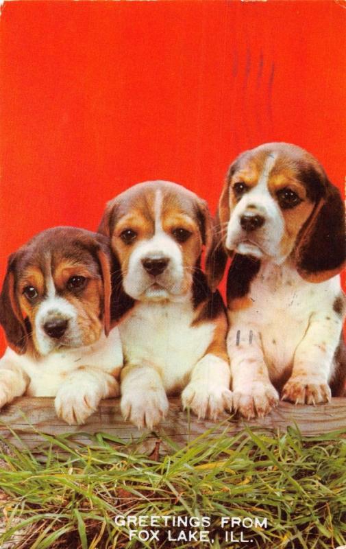 FOX LAKE ILLINOIS PUPPIES GREETING FROM POSTCARD 1961