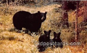 Black Bear & Cubs Writing on back 