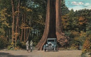 Postcard The Big Tree Stanley Park Vancouver BC Canada