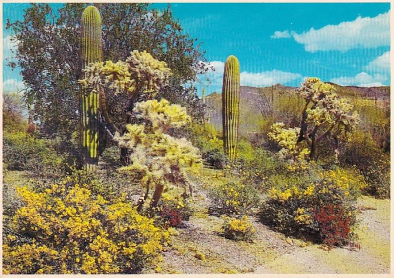 Arizona Desert Springtime Scene