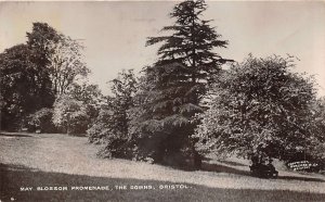 br107862 blossom promenade the downs bristol uk