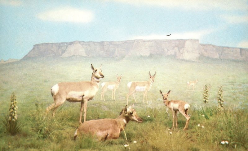 Vintage Postcard American Antelope Rolling Prairie Stage Covered Hills Range
