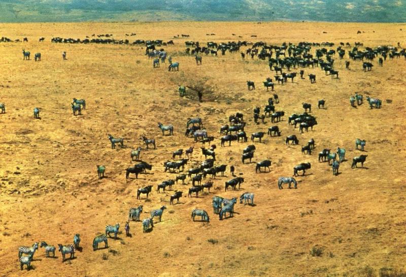 Africa - Ngorongoro Crater. Zebra and Wildebeeste Herds