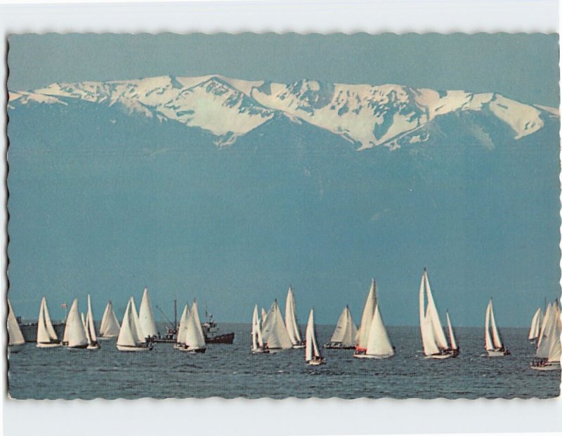 Postcard Sailboats And The Olympic Mountains, Victoria, Canada