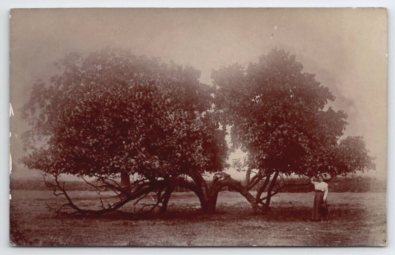 RPPC Edwardian Woman Posing With Unique Tree Real Photo Postcard B31