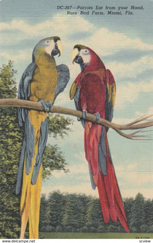 Parrots , Rare Bird Farm , Miami , Florida , 30-40s