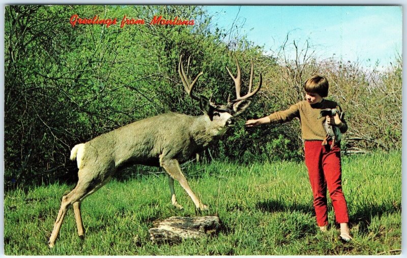 c1960s Montana Little Dear Boy Feeds Big Deer PlastiChrome Photo Postcard A68