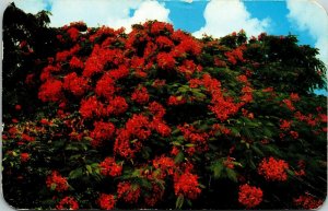 Royal Poinciana Tree Red Blossoms Summer Postcard Cancel PM Bermuda WOB Note VTG 