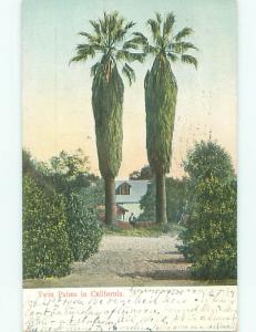 Pre-1907 TWIN PALM TREES State Of California California CA n5840