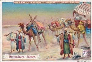 Liebig Vintage Trade Card S602 Beasts Of Burden 1899 Dromadaire Sahara