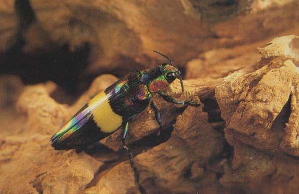 The Jewel Beetle Insect Chrysochroa Ephippigera Rare Japanese  Photo Postcard