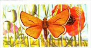 Brooke Bond Tea British Butterflies No 47 Small Skipper