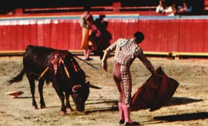 Vintage Postcard Toros In Mexico Editorial Best Christmas Cards