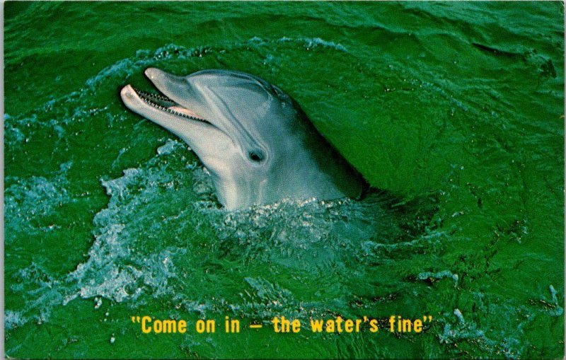 Porpoise Come On In The Water's Fine Florida