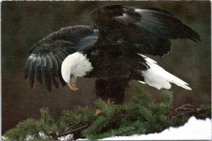 Postcard Bald eagle landing on branch - from National Audubon Society