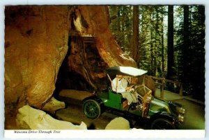 Yosemite National Park WAWONA DRIVE THRU TREE Vintage Car 1960s 4 X 6 Postcard