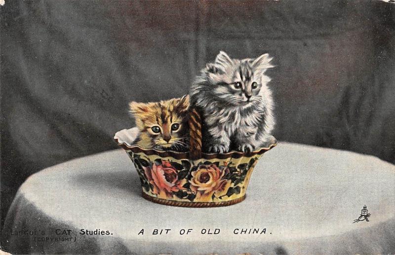 BR74469 a bit of old china cat chat animal animaux   uk