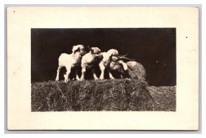 RPPC Four Baby Goats on Bale of Hay UNP Postcard M20