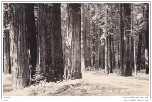 RP, Near Entrance Of Garden Club Of America, California, 1930-1950s