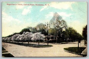 Magnolias in Bloom  Oxford Street  Rochester  New York    Postcard  c1915