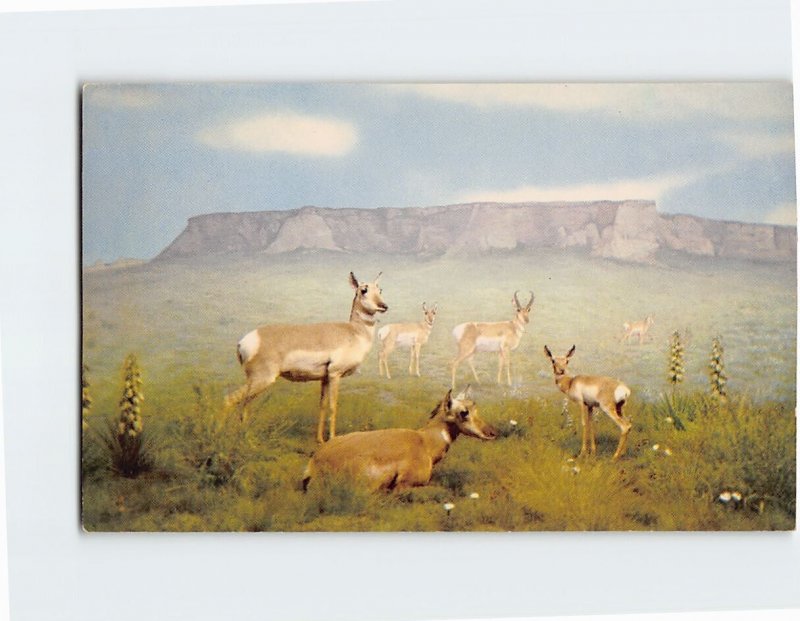 Postcard American Antelope, Denver Museum of Natural History, Denver, Colorado