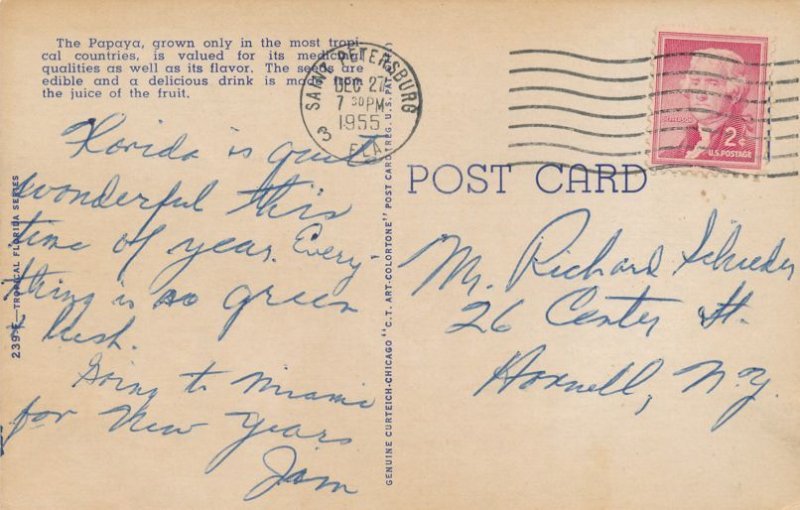 Papaya Plantation in Florida - Fruit Trees - pm 1955 - Linen