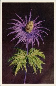 Eryngum Alpinum Plant Queen Of The Alps Purple Unused Postcard G36